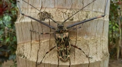 Бразилски долгогодишен харлекин